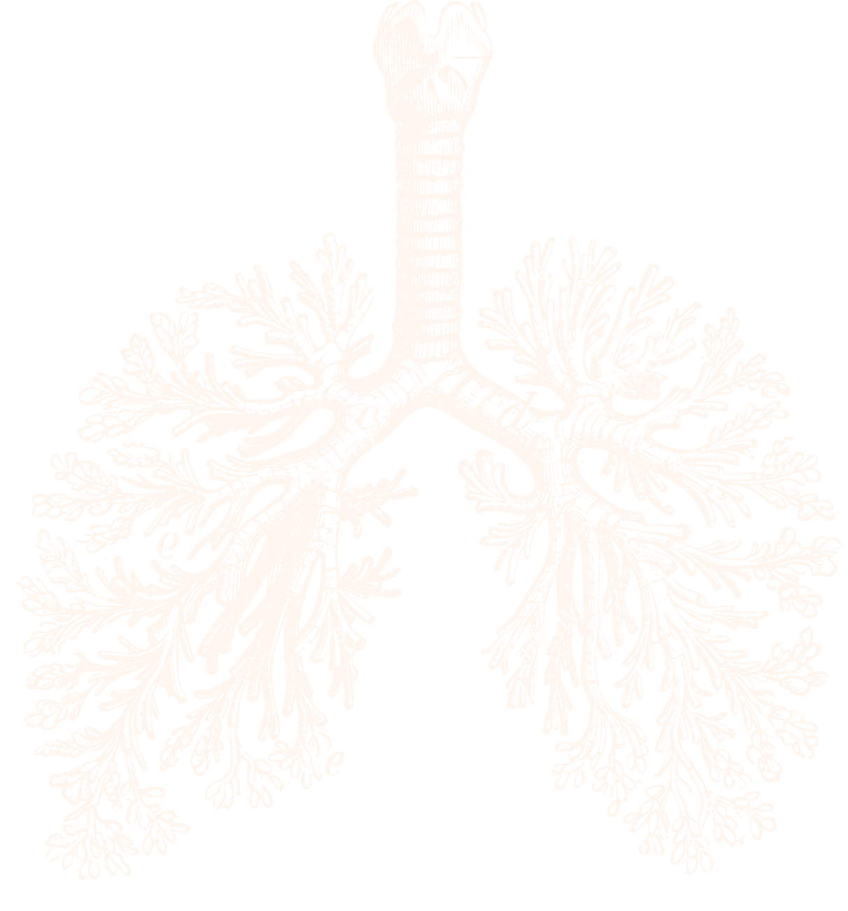 lungs