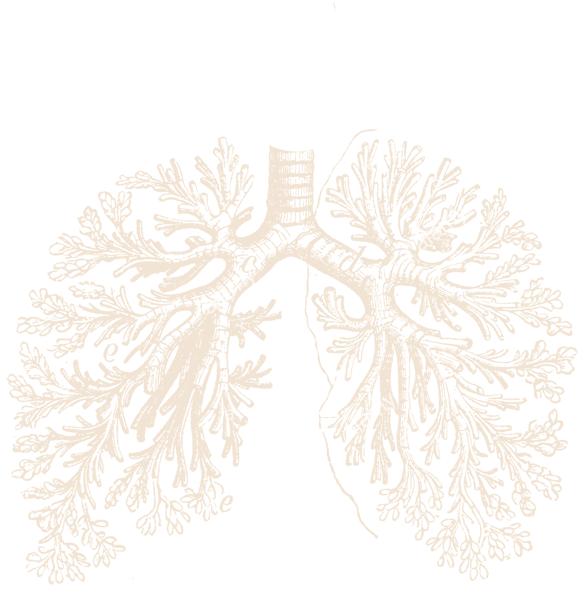 lungs